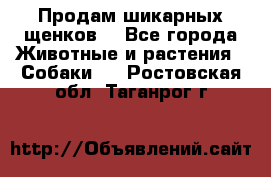 Продам шикарных щенков  - Все города Животные и растения » Собаки   . Ростовская обл.,Таганрог г.